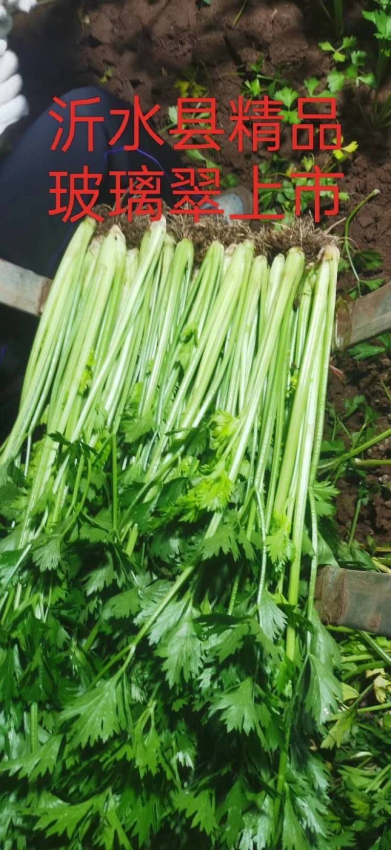 新鲜沂水西芹，产地直供，品质保证，**特惠，快来选购！