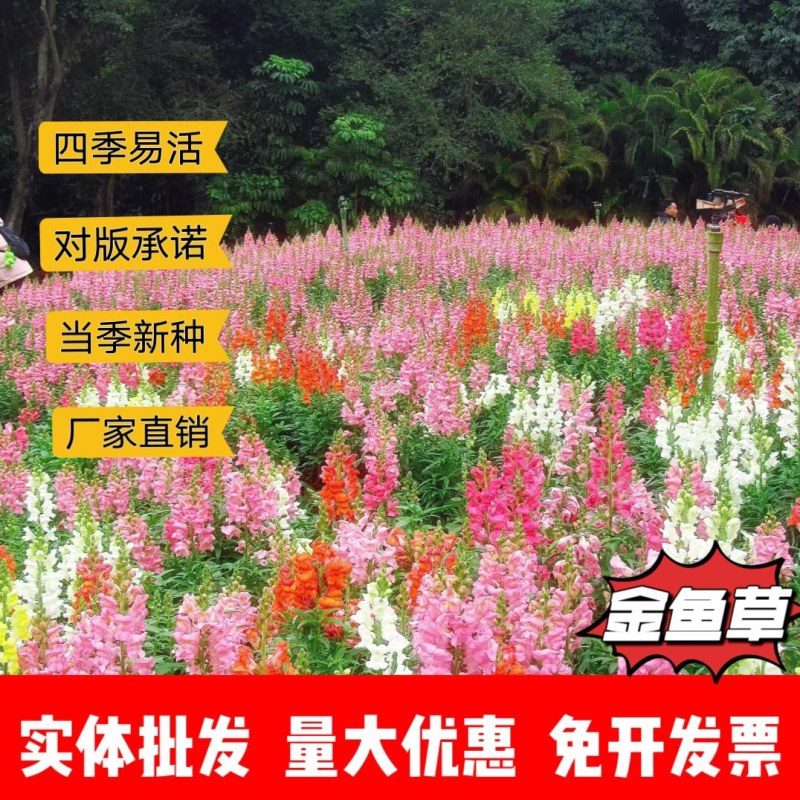 金鱼草厂家货源批发价格全国发货价格便宜欢迎下单咨询
