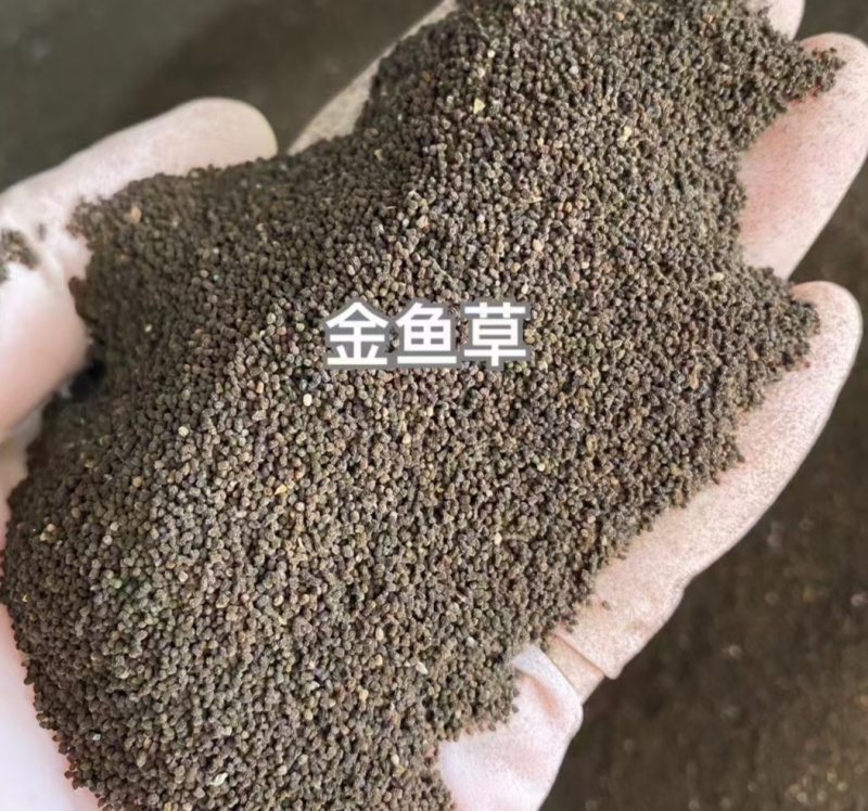 金鱼草厂家货源批发价格全国发货价格便宜欢迎下单咨询