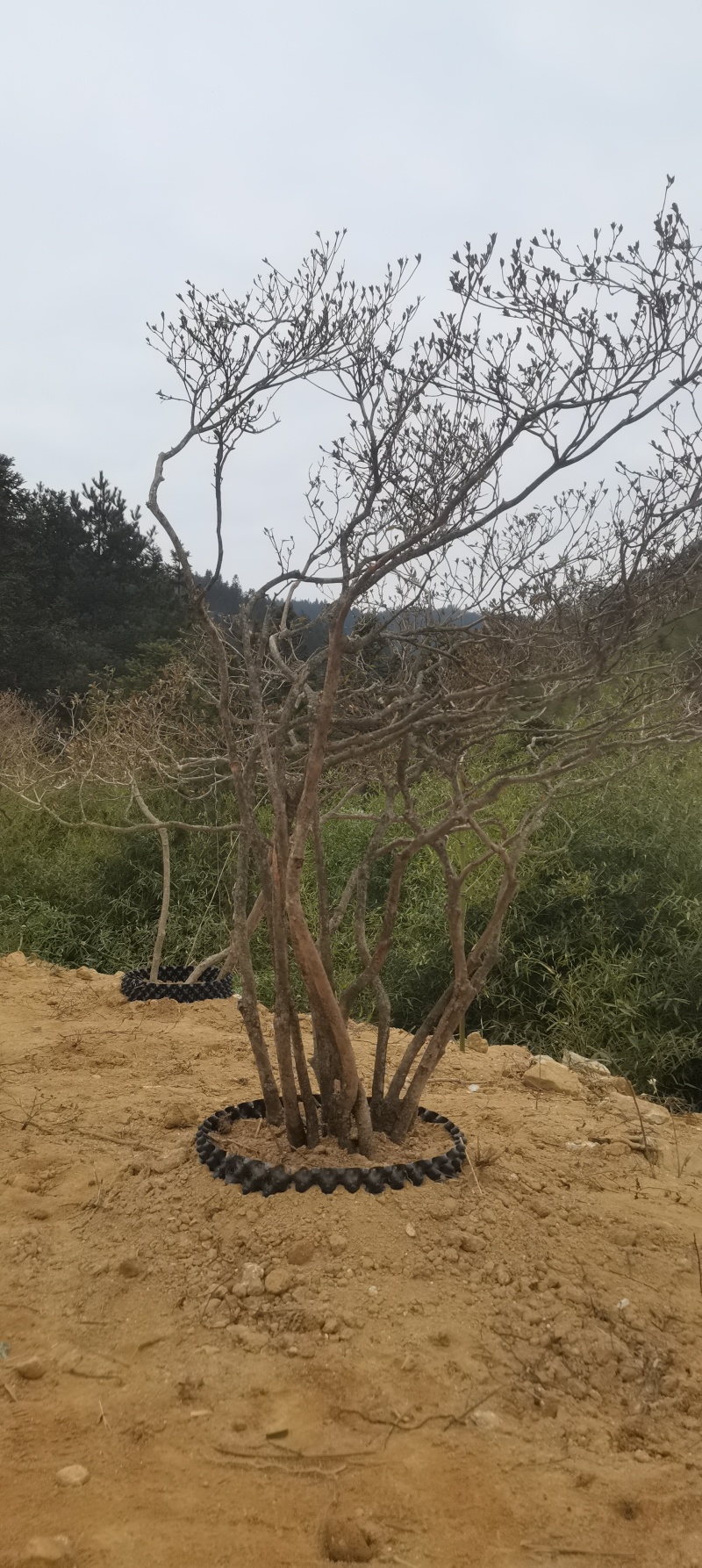 精品映山红