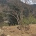 精品映山红