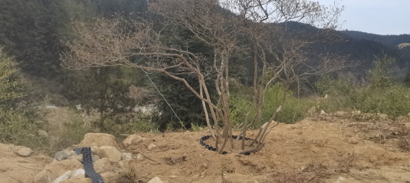 精品映山红