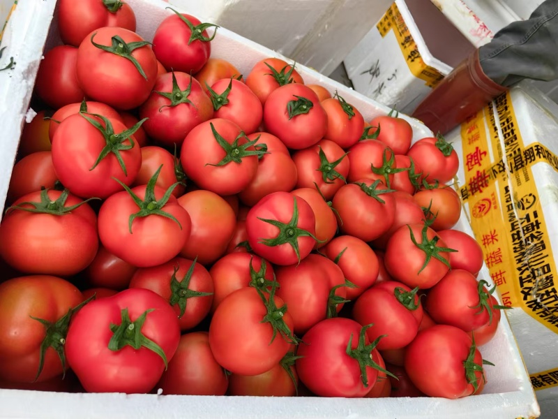 大量精品西红柿、中果、饭堂果