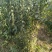 腊梅基地，杯苗地苗，色泽鲜艳，植株健壮，各种规格齐全