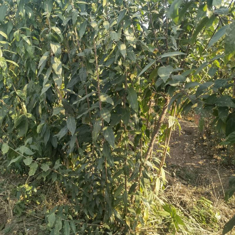 腊梅基地，杯苗地苗，色泽鲜艳，植株健壮，各种规格齐全