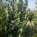 腊梅基地，杯苗地苗，色泽鲜艳，植株健壮，各种规格齐全