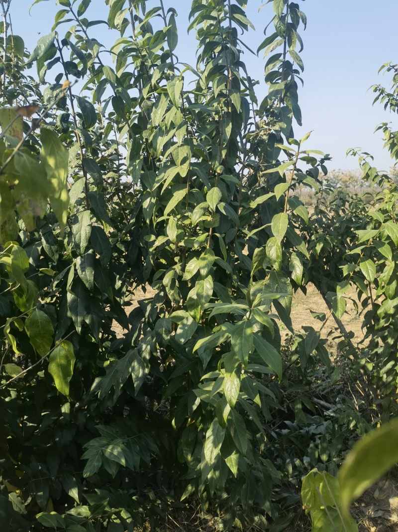 腊梅基地，杯苗地苗，色泽鲜艳，植株健壮，各种规格齐全
