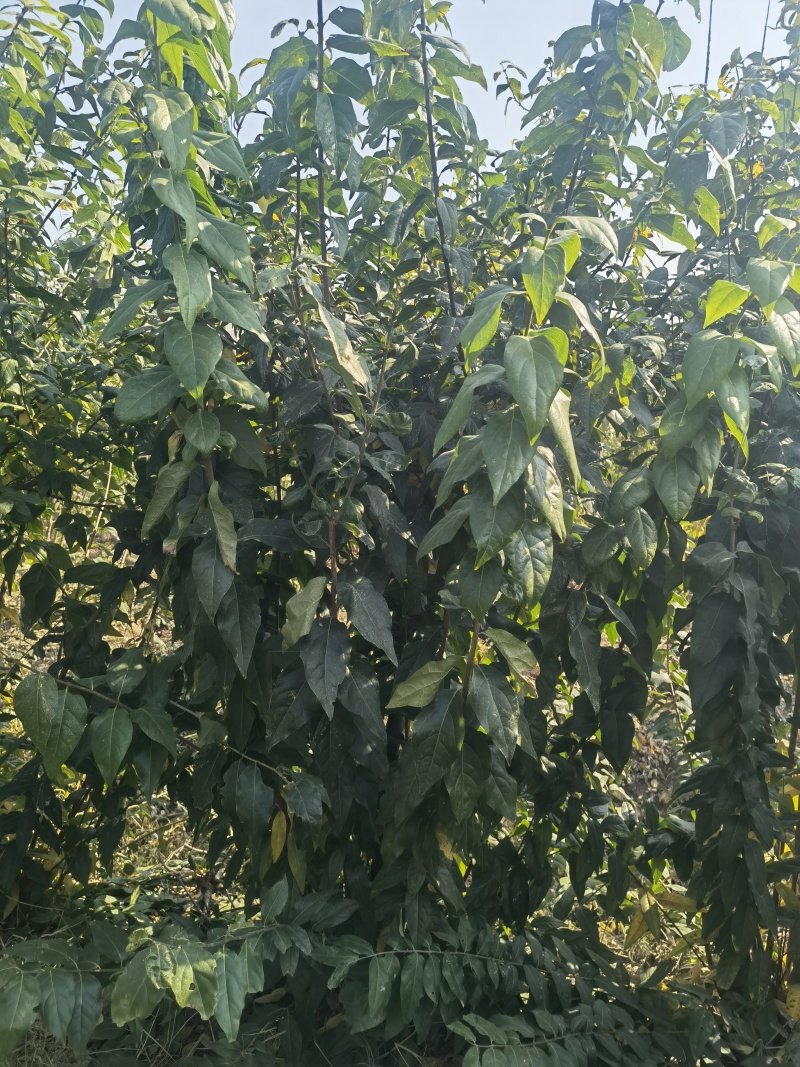 腊梅基地，杯苗地苗，色泽鲜艳，植株健壮，各种规格齐全