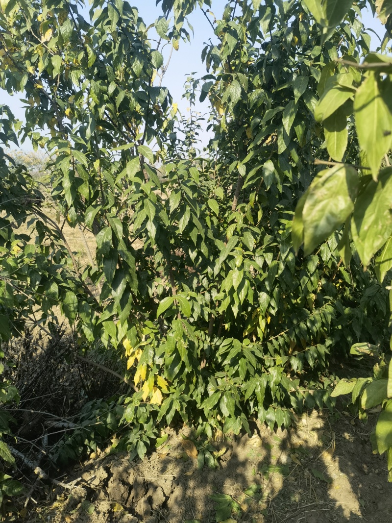 腊梅基地，杯苗地苗，色泽鲜艳，植株健壮，各种规格齐全