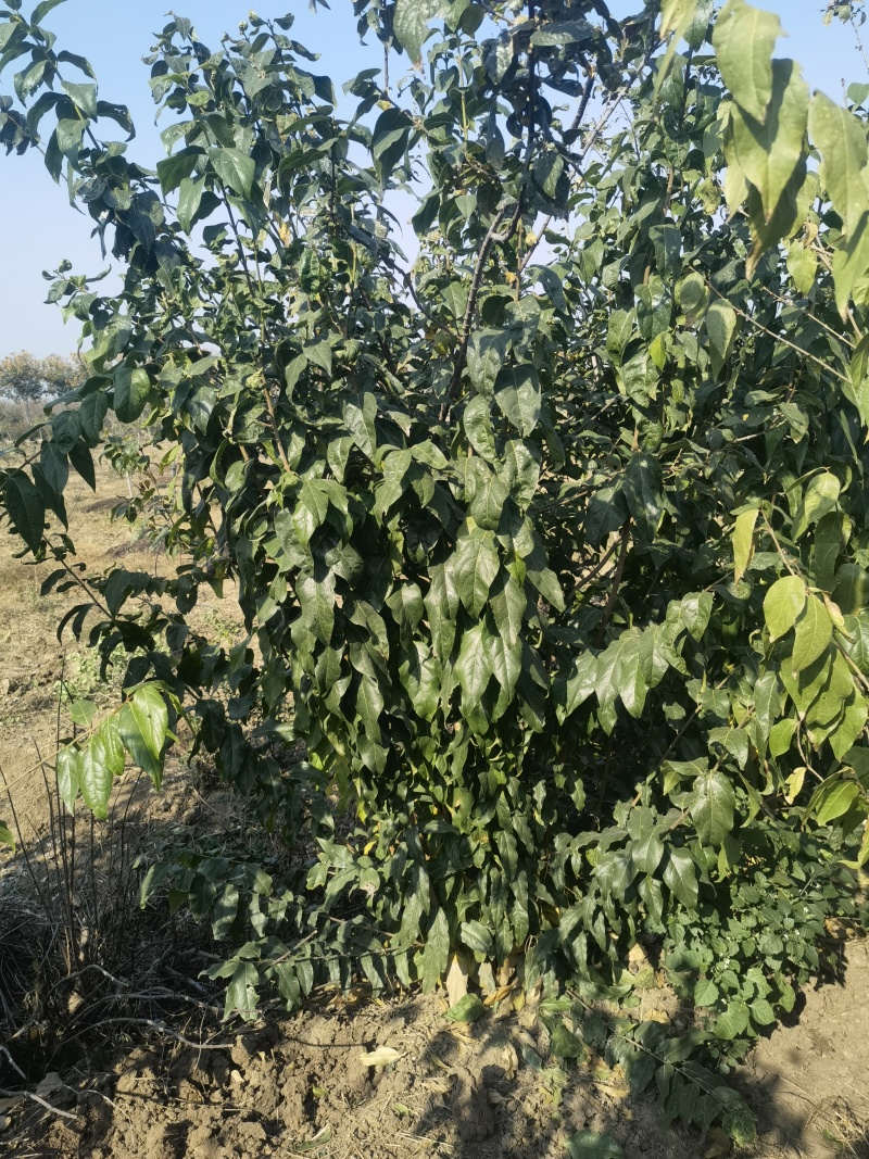 腊梅基地，杯苗地苗，色泽鲜艳，植株健壮，各种规格齐全