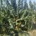 腊梅基地，杯苗地苗，色泽鲜艳，植株健壮，各种规格齐全