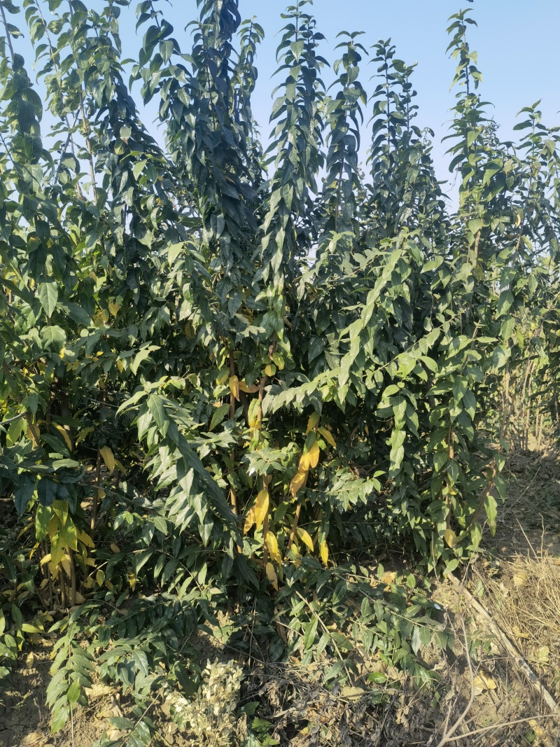 腊梅基地，杯苗地苗，色泽鲜艳，植株健壮，各种规格齐全