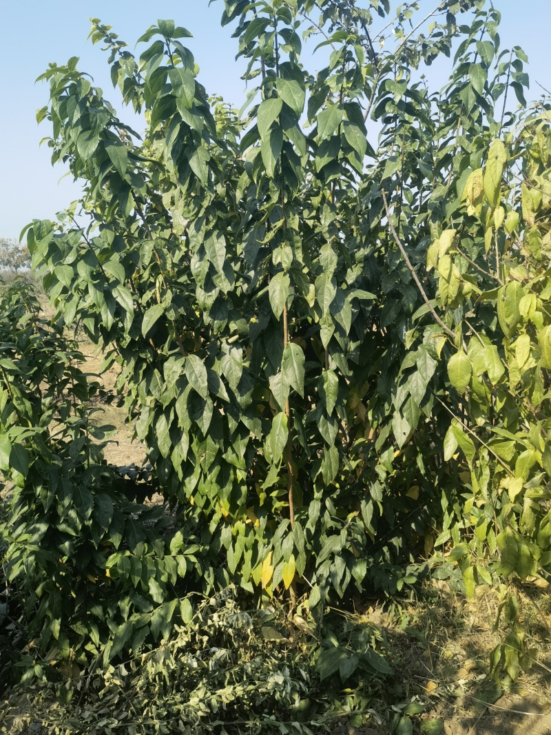 腊梅基地，杯苗地苗，色泽鲜艳，植株健壮，各种规格齐全