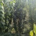 腊梅基地，杯苗地苗，色泽鲜艳，植株健壮，各种规格齐全