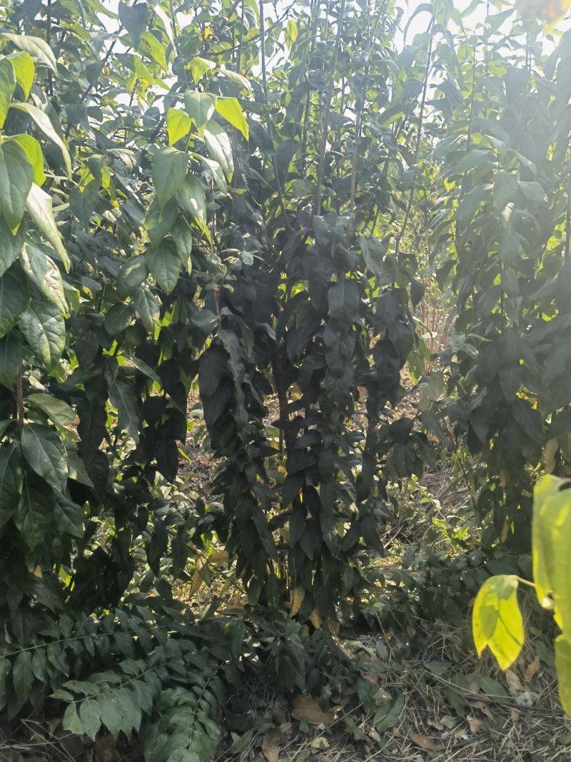 腊梅基地，杯苗地苗，色泽鲜艳，植株健壮，各种规格齐全