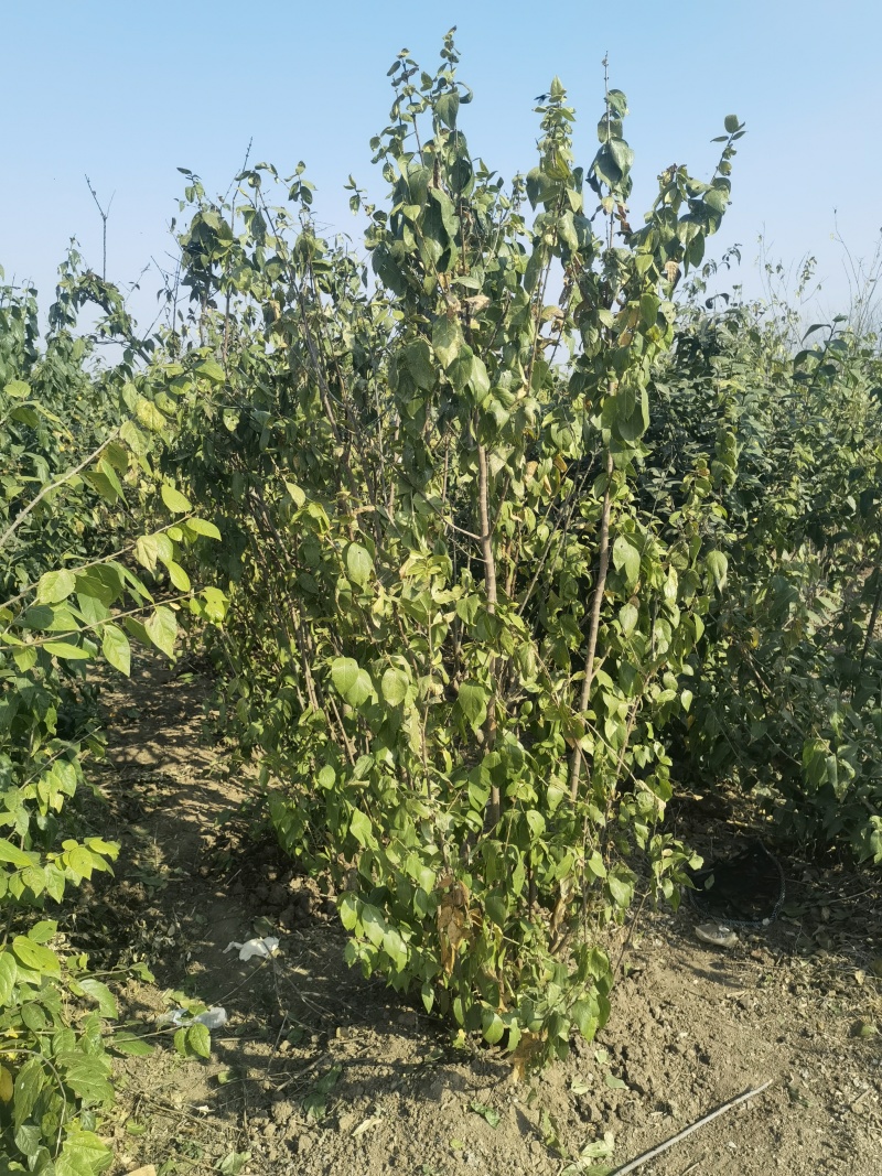 腊梅基地，杯苗地苗，色泽鲜艳，植株健壮，各种规格齐全