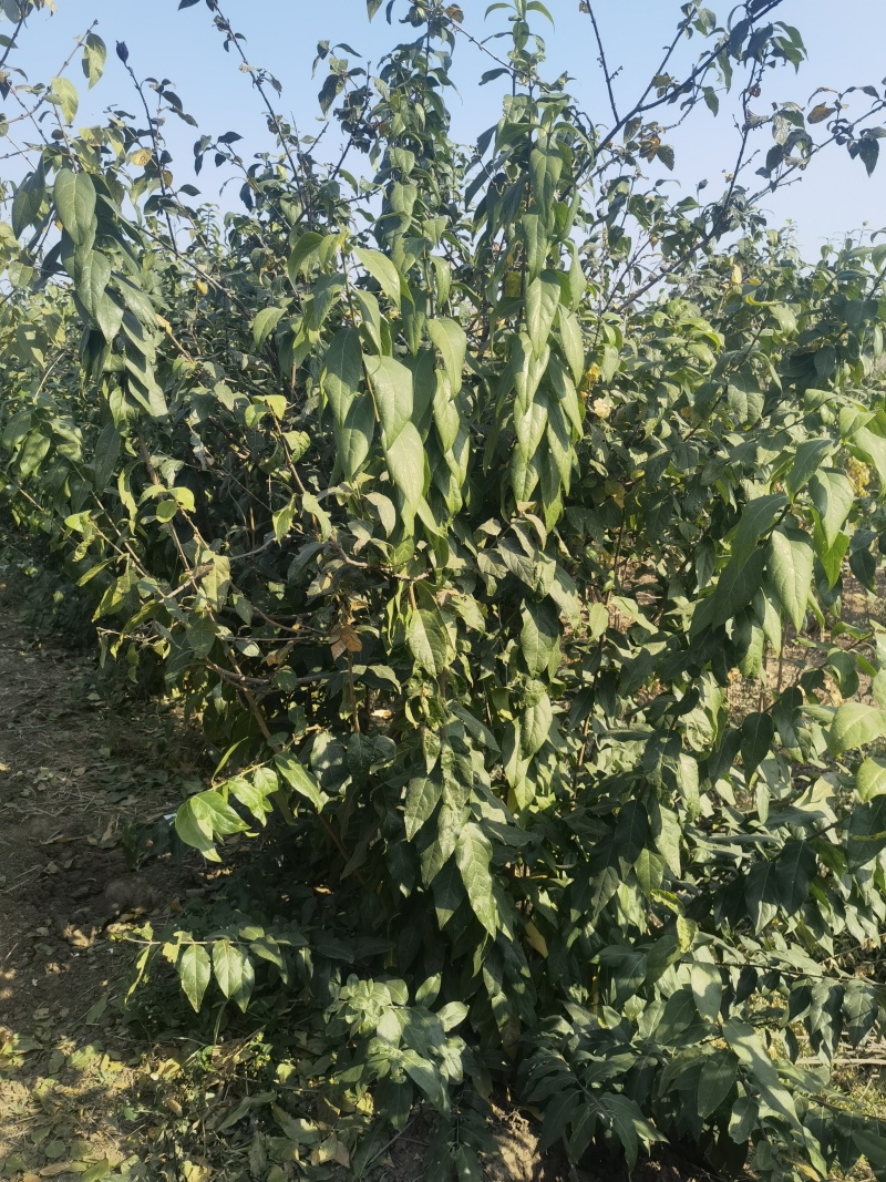 腊梅基地，杯苗地苗，色泽鲜艳，植株健壮，各种规格齐全