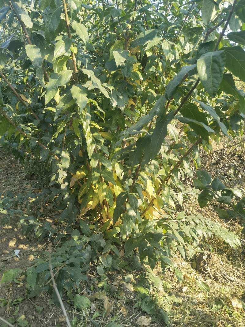 腊梅基地，杯苗地苗，色泽鲜艳，植株健壮，各种规格齐全