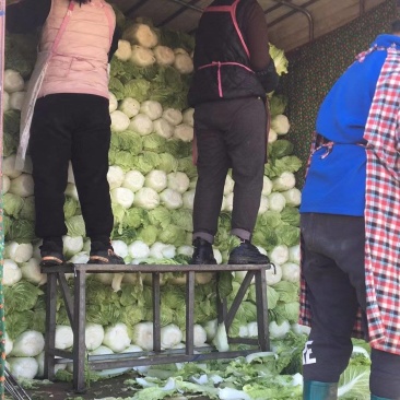 白菜北京三号基地种植精品净菜毛菜不烧心不伤热