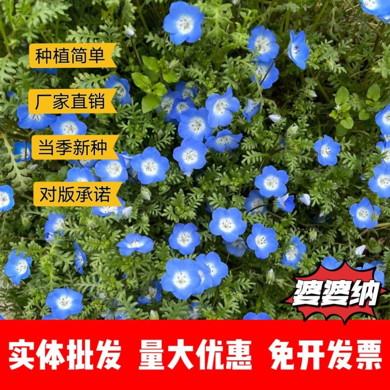 婆婆纳厂家货源批发价格全国发货价格便宜欢迎下单咨询