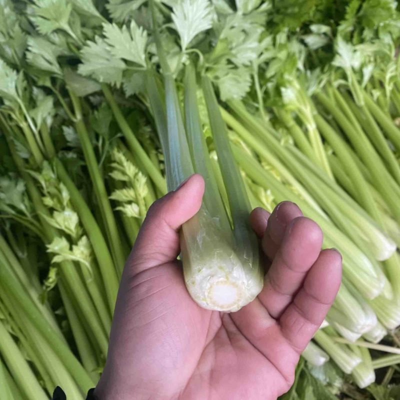 精品西芹芹菜暖棚中小颗