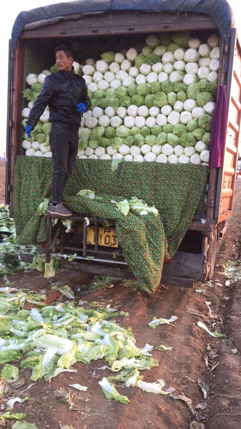 白菜北京三号基地种植精品净菜毛菜不烧心不伤热