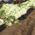 白菜北京三号基地种植精品净菜毛菜不烧心不伤热