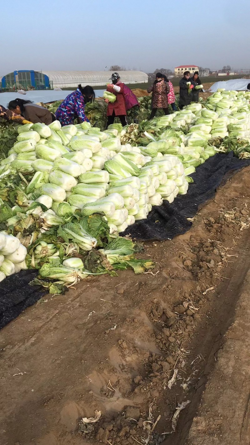 白菜北京三号基地种植精品净菜毛菜不烧心不伤热