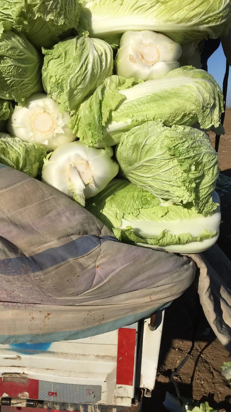 白菜北京三号基地种植精品净菜毛菜不烧心不伤热