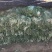 白菜北京三号基地种植精品净菜毛菜不烧心不伤热