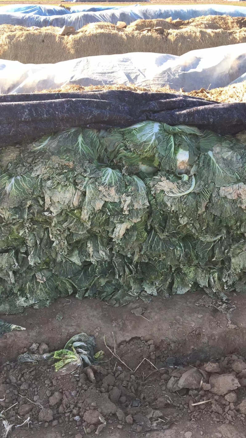 白菜北京三号基地种植精品净菜毛菜不烧心不伤热