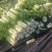 白菜北京三号基地种植精品净菜毛菜不烧心不伤热
