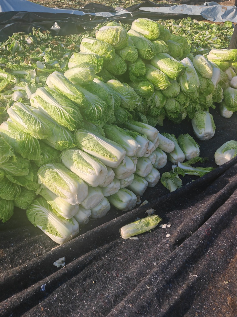 白菜北京三号基地种植精品净菜毛菜不烧心不伤热