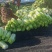 白菜北京三号基地种植精品净菜毛菜不烧心不伤热