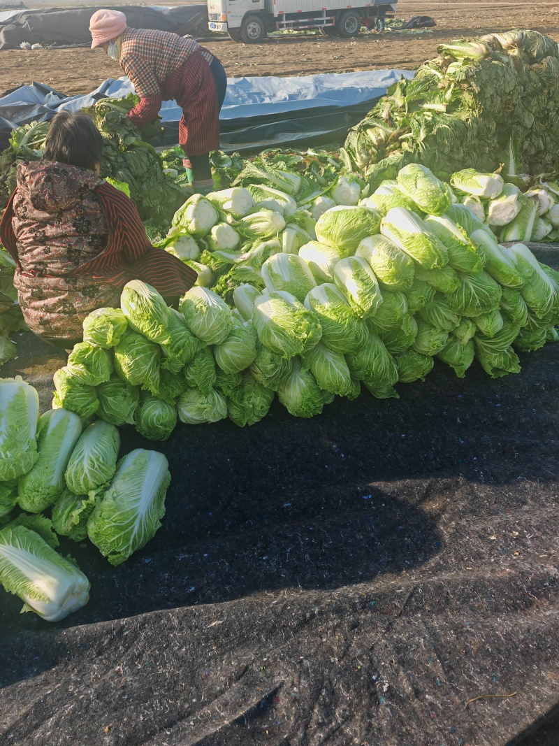 白菜北京三号基地种植精品净菜毛菜不烧心不伤热