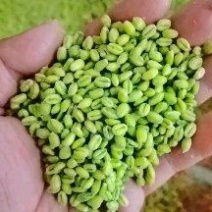 新上市青麦仁青麦粒新鲜小麦粒欢迎电商，商超，冷冻市场洽谈