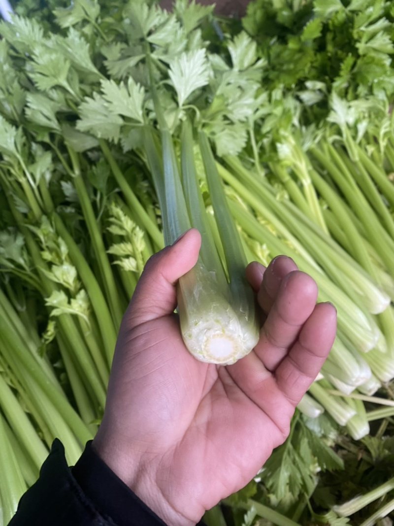 精品西芹芹菜暖棚中小颗