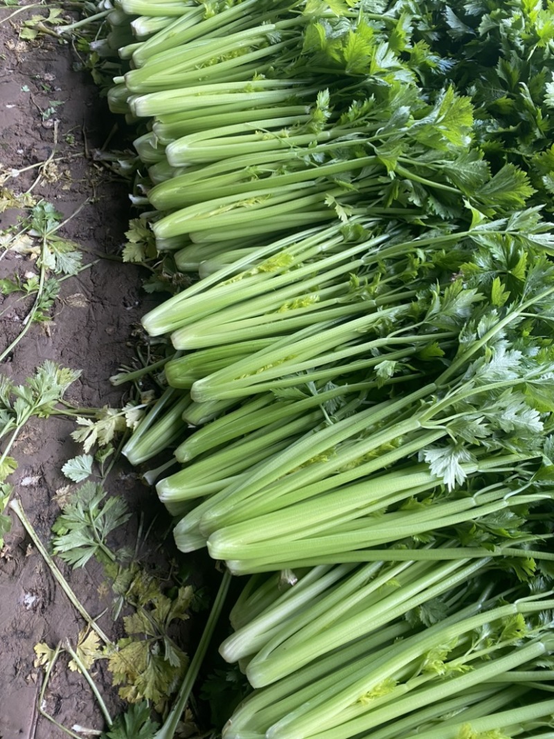 精品西芹芹菜暖棚中小颗