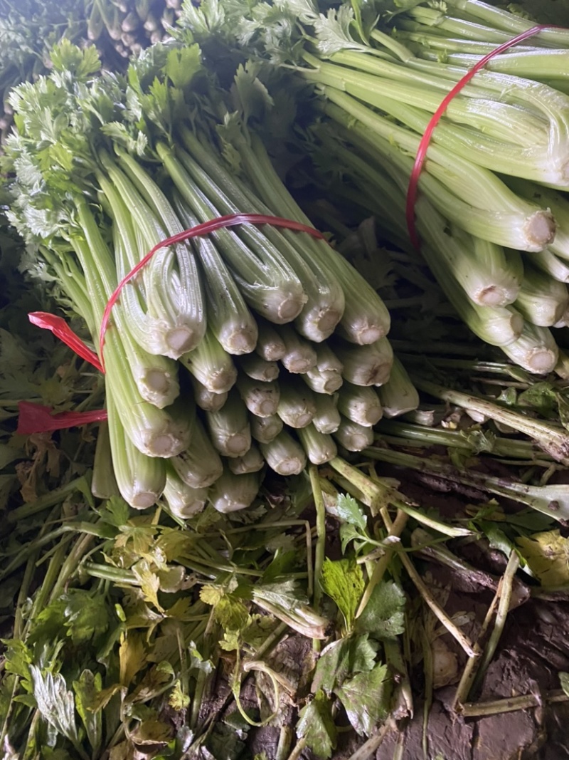 精品西芹芹菜暖棚中小颗