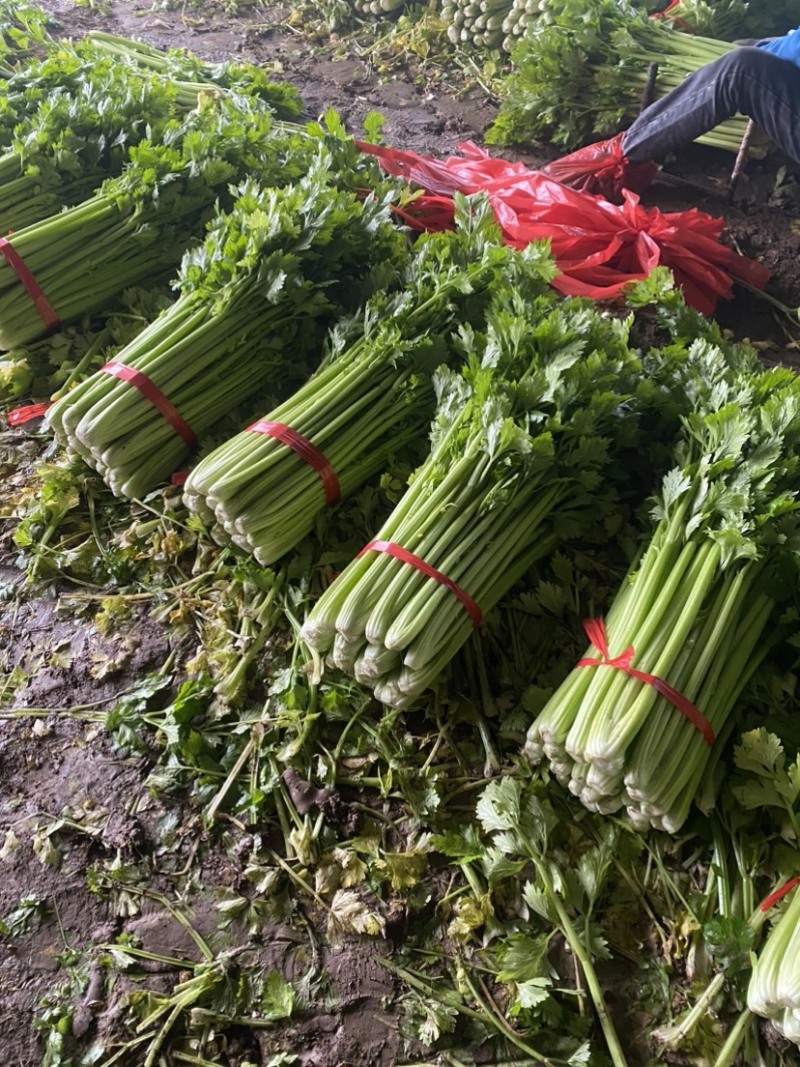 精品西芹芹菜暖棚中小颗