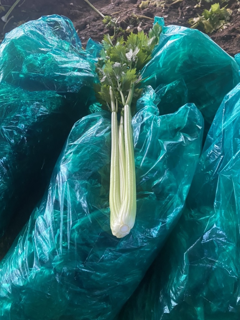 精品西芹芹菜暖棚中小颗