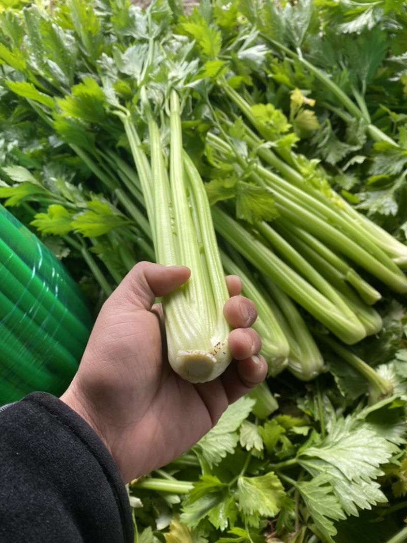 精品西芹芹菜暖棚中小颗