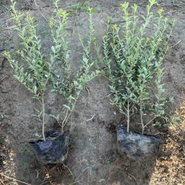 银姬小腊基地，杯苗地苗，色泽鲜艳，植株健壮，各种规格齐全