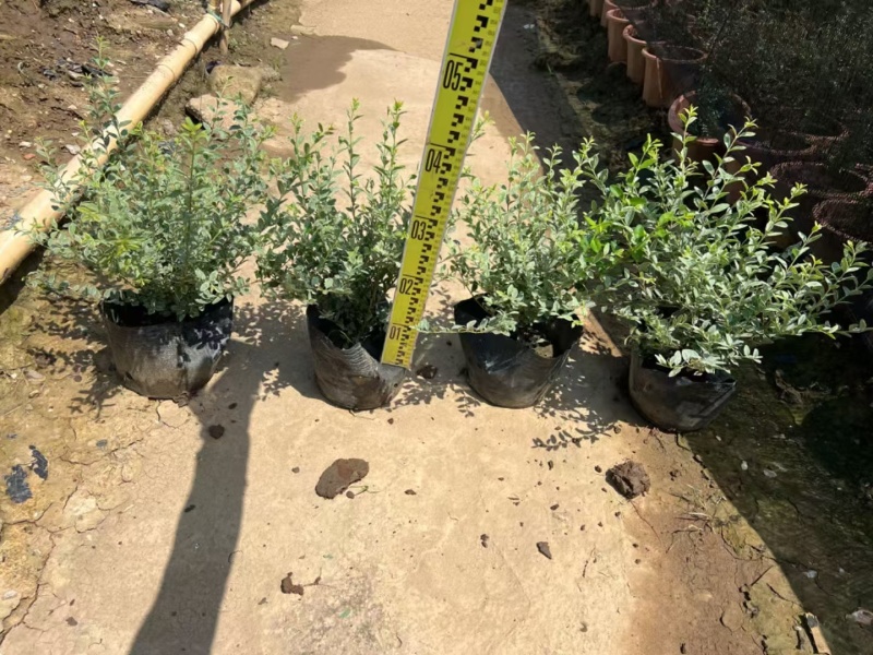 银姬小腊基地，杯苗地苗，色泽鲜艳，植株健壮，各种规格齐全