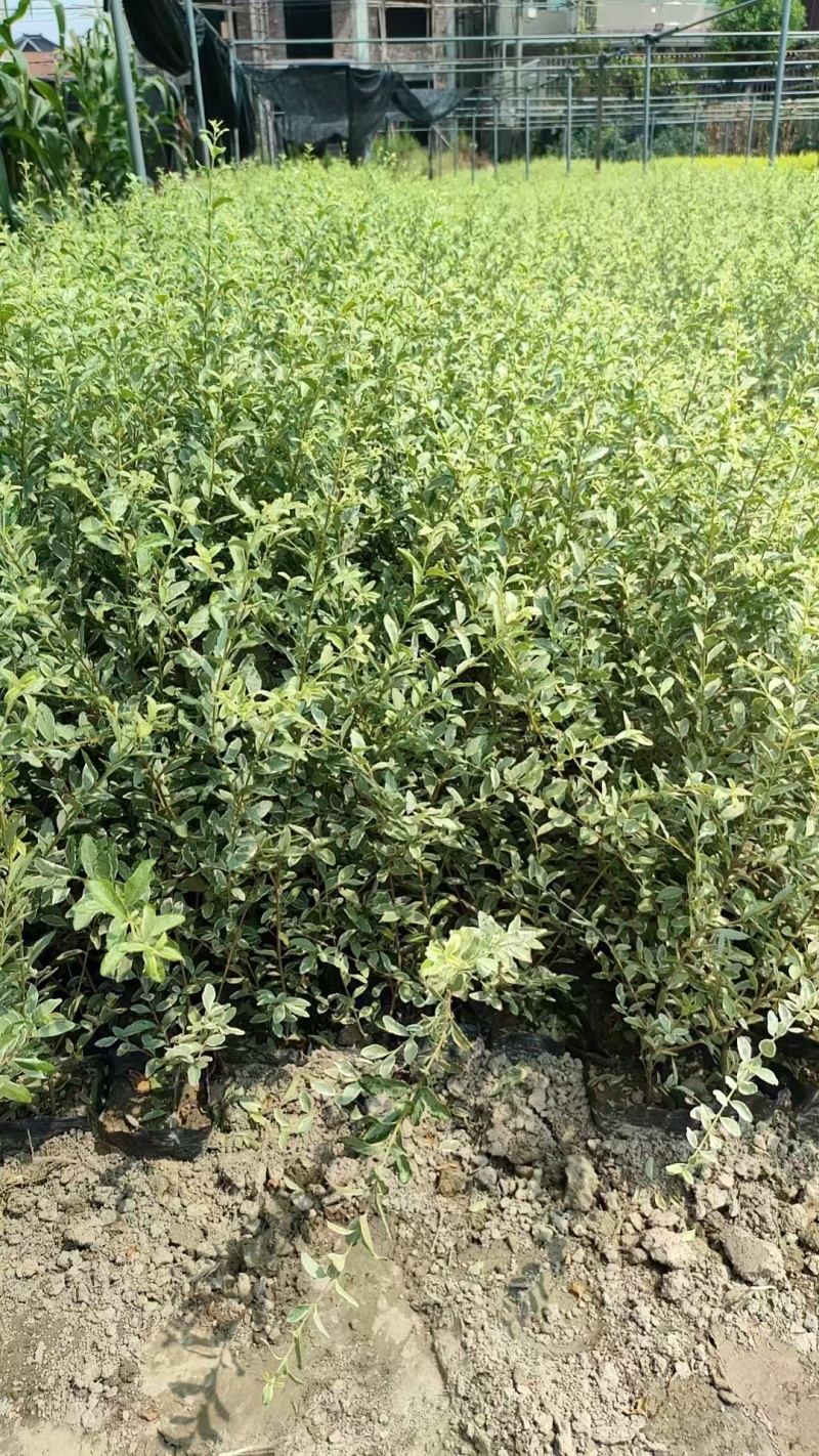 银姬小腊基地，杯苗地苗，色泽鲜艳，植株健壮，各种规格齐全