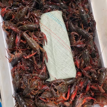 精品小龙虾