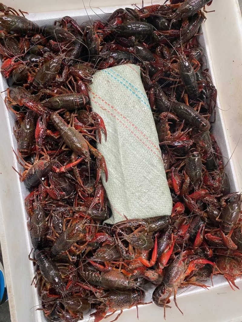 精品小龙虾