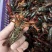 精品小龙虾