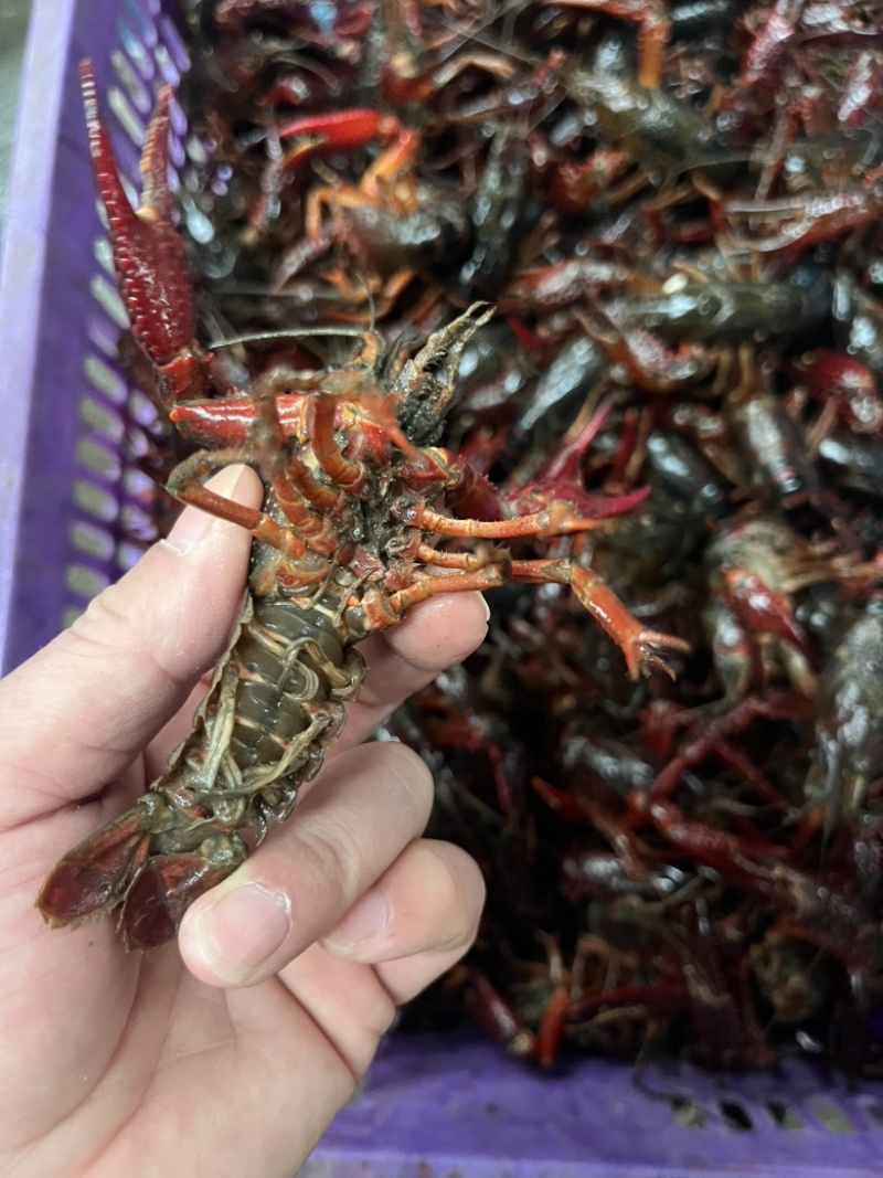 精品小龙虾