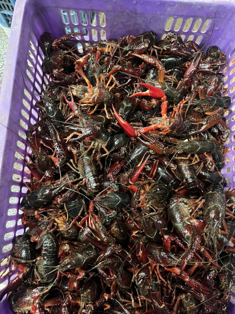 精品小龙虾